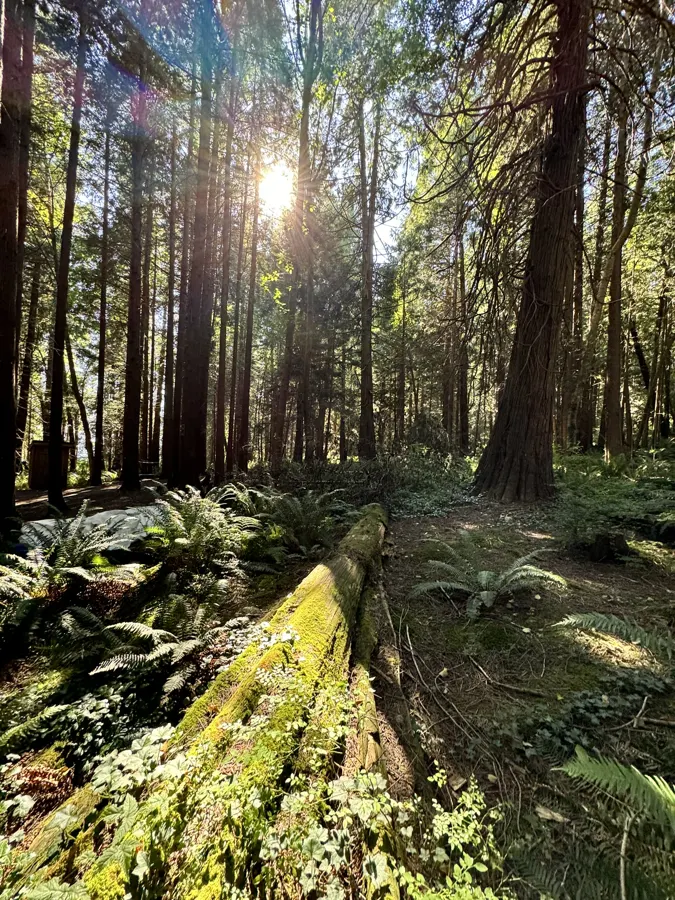 sunlight in forest camp shelters, 2024